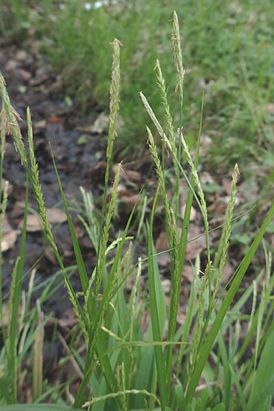 Carex strigosa / Thin-Spiked Wood Sedge, F Forstfeld 29.4.2016