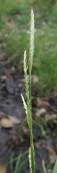 Carex strigosa \ Dnnhrige Segge / Thin-Spiked Wood Sedge, F Forstfeld 29.4.2016