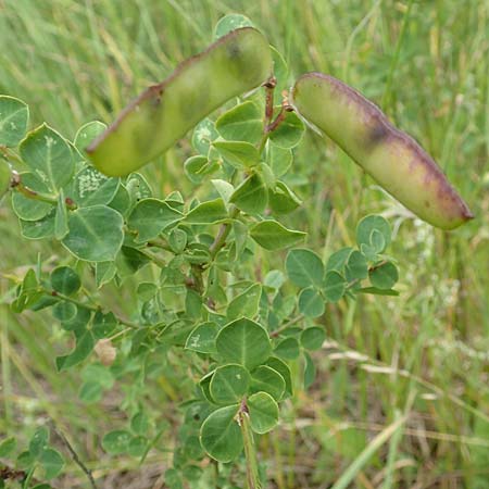 Cytisophyllum sessilifolium / Sessile-Leaved Tick Trefoil, F Demoiselles Coiffées 8.7.2016