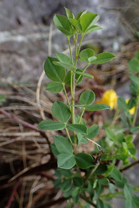 Cytisophyllum sessilifolium \ Sdlicher Geiklee, Blattstielloser Geiklee / Sessile-Leaved Tick Trefoil, F S. Sauveur-sur-Tinée 30.4.2023