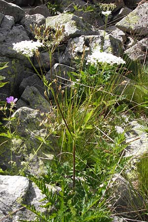 Chaerophyllum temulum / Rough Chervil, F Col de la Bonette 8.7.2016