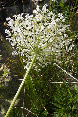 Chaerophyllum temulum \ Hecken-Klberkropf, Taumel-Klberkropf / Rough Chervil, F Col de la Bonette 8.7.2016