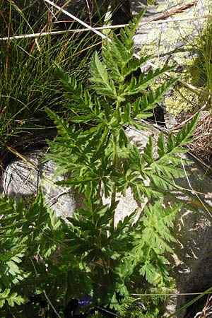 Chaerophyllum temulum \ Hecken-Klberkropf, Taumel-Klberkropf, F Col de la Bonette 8.7.2016