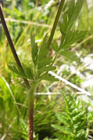 Chaerophyllum temulum / Rough Chervil, F Col de la Bonette 8.7.2016