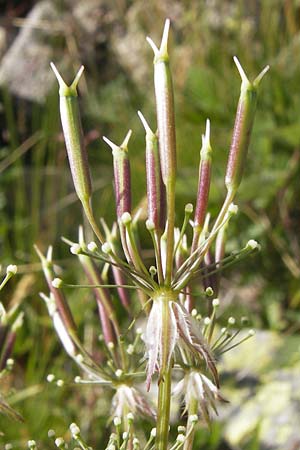 Chaerophyllum temulum / Rough Chervil, F Col de la Bonette 8.7.2016