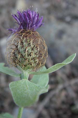 Centaurea pectinata \ Kamm-Flockenblume / Comb Knapweed, F Valleraugue 8.6.2006