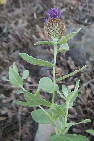 Centaurea pectinata / Comb Knapweed, F Valleraugue 8.6.2006