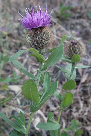 Centaurea pectinata \ Kamm-Flockenblume / Comb Knapweed, F Valleraugue 8.6.2006