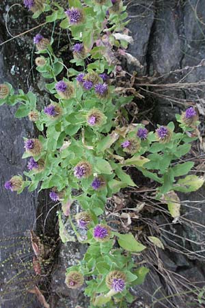 Centaurea pectinata \ Kamm-Flockenblume, F Valleraugue 8.6.2006