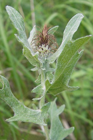 Centaurea pectinata \ Kamm-Flockenblume / Comb Knapweed, F Causse de Blandas 30.5.2009