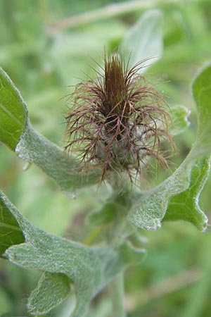 Centaurea pectinata / Comb Knapweed, F Causse de Blandas 30.5.2009