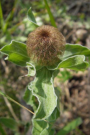 Centaurea pectinata \ Kamm-Flockenblume / Comb Knapweed, F Causse de Blandas 30.5.2009