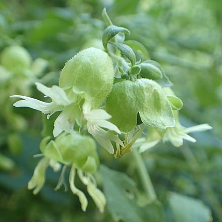 Silene baccifera \ Hhnerbiss, Taubenkropf / Berry Catchfly, F Beauchastel 21.7.2018