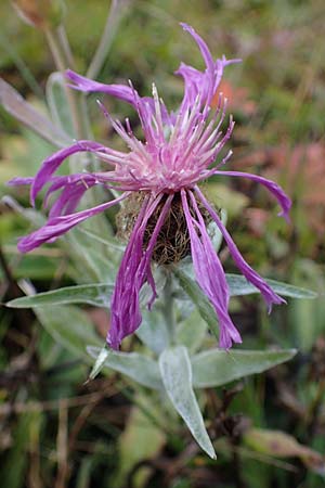 Centaurea uniflora \ Einkpfige Flockenblume / Plume Knapweed, F Bonneval-sur-Arc 6.10.2021