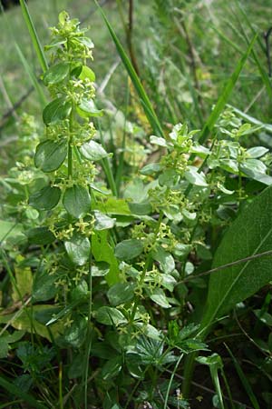 Cruciata verna \ Frhlings-Kreuzlabkraut, Kahles Kreuzlabkraut, F Pyrenäen, Eyne 24.6.2008