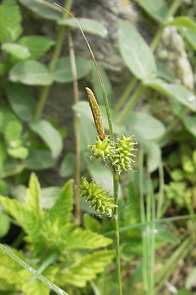 Carex viridula \ Spte Gelb-Segge, F Saint Veran (Dourbie) 30.5.2009