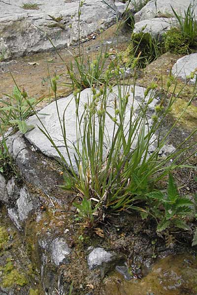 Carex viridula \ Spte Gelb-Segge, F Saint Veran (Dourbie) 30.5.2009