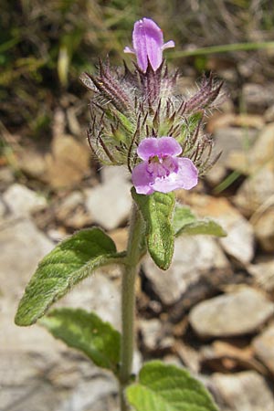 Clinopodium vulgare \ Wirbeldost / Wild Basil, F Lac de Salagou 4.6.2009