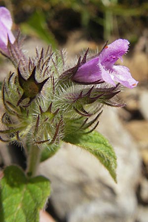 Clinopodium vulgare \ Wirbeldost / Wild Basil, F Lac de Salagou 4.6.2009