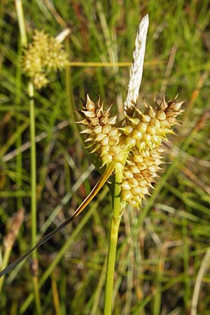 Carex viridula \ Spte Gelb-Segge, F Bitche 28.7.2009