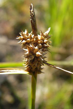 Carex viridula \ Spte Gelb-Segge / Little Green Sedge, Small-Fruited Yellow Sedge, F Bitche 28.7.2009