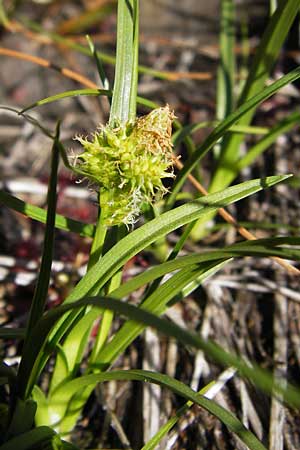 Carex viridula \ Spte Gelb-Segge / Little Green Sedge, Small-Fruited Yellow Sedge, F Bitche 8.9.2012