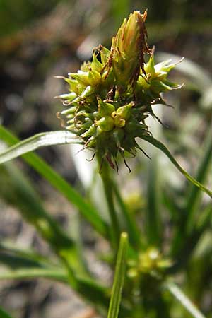 Carex viridula \ Spte Gelb-Segge / Little Green Sedge, Small-Fruited Yellow Sedge, F Bitche 8.9.2012