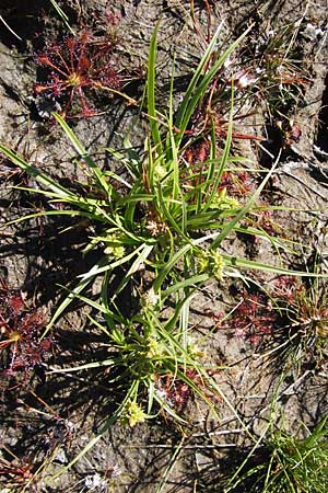 Carex viridula \ Spte Gelb-Segge, F Bitche 8.9.2012