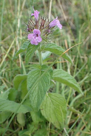 Clinopodium vulgare \ Wirbeldost / Wild Basil, F Pyrenäen/Pyrenees, Segre - Schlucht / Gorge 2.8.2018