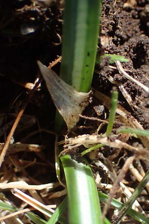 Crocus versicolor \ Silberlack-Krokus, Bunter Krokus / Cloth-of-Silver Crocus, F Caussols 2.5.2023