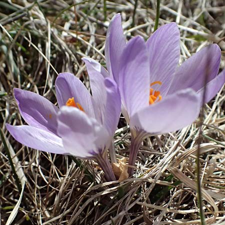 Crocus versicolor \ Silberlack-Krokus, Bunter Krokus / Cloth-of-Silver Crocus, F Caussols 15.3.2024