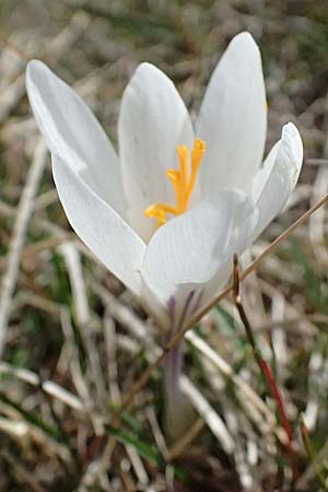 Crocus versicolor \ Silberlack-Krokus, Bunter Krokus / Cloth-of-Silver Crocus, F Caussols 15.3.2024