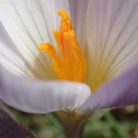 Crocus versicolor \ Silberlack-Krokus, Bunter Krokus / Cloth-of-Silver Crocus, F Caussols 15.3.2024