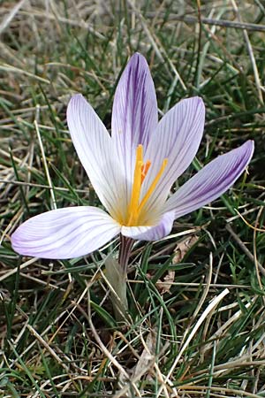 Crocus versicolor \ Silberlack-Krokus, Bunter Krokus / Cloth-of-Silver Crocus, F Caussols 15.3.2024