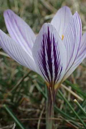 Crocus versicolor \ Silberlack-Krokus, Bunter Krokus / Cloth-of-Silver Crocus, F Caussols 15.3.2024