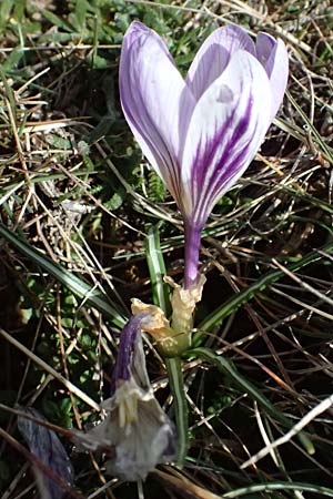 Crocus versicolor \ Silberlack-Krokus, Bunter Krokus / Cloth-of-Silver Crocus, F Caussols 15.3.2024