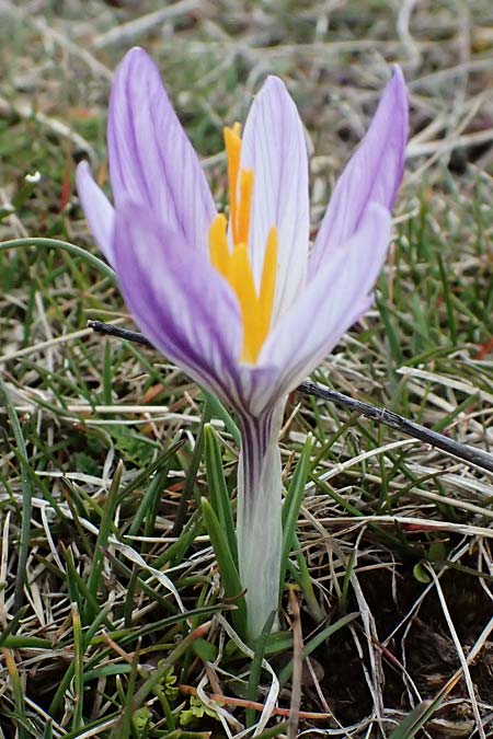 Crocus versicolor \ Silberlack-Krokus, Bunter Krokus / Cloth-of-Silver Crocus, F Caussols 15.3.2024