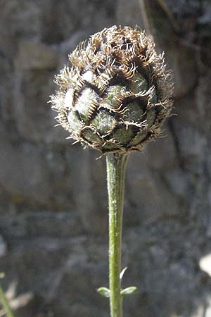 Centaurea scabiosa \ Skabiosen-Flockenblume / Greater Knapweed, F Jonte - Schlucht / Gorge 8.6.2006