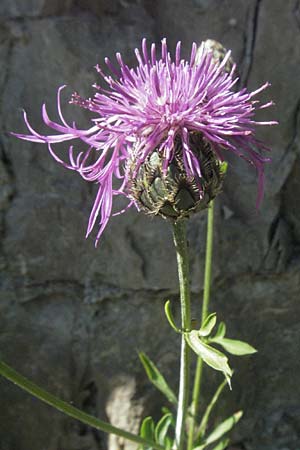 Centaurea scabiosa \ Skabiosen-Flockenblume / Greater Knapweed, F Jonte - Schlucht / Gorge 8.6.2006