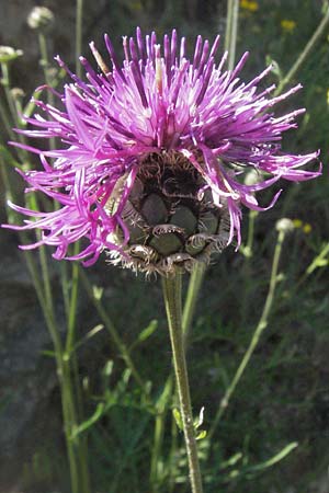 Centaurea scabiosa \ Skabiosen-Flockenblume / Greater Knapweed, F Jonte - Schlucht / Gorge 8.6.2006