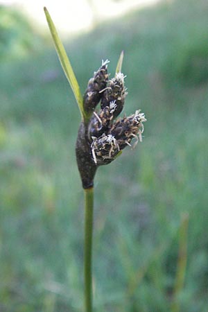 Carex atrata \ Geschwrzte Segge / Black Alpine Sedge, F Allevard 11.6.2006