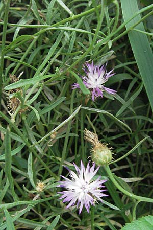 Centaurea aspera \ Raue Flockenblume / Rough Star-Thistle, F Pyrenäen/Pyrenees, Villefranche de Conflent 8.8.2006