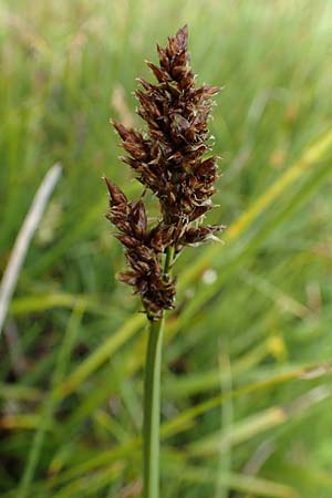 Carex paniculata / Greater Tussock Sedge, F Col de la Bonette 8.7.2016