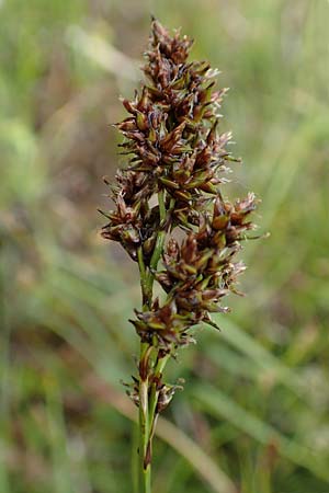 Carex paniculata \ Rispen-Segge / Greater Tussock Sedge, F Col de la Bonette 8.7.2016