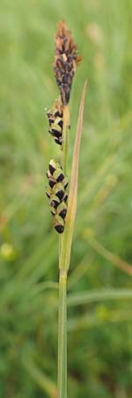 Carex panicea \ Hirse-Segge / Carnation Sedge, F Col de la Bonette 8.7.2016