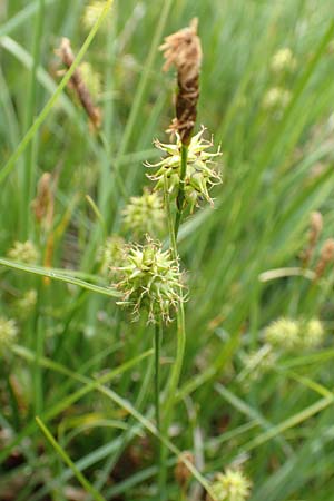 Carex lepidocarpa \ Schuppenfrchtige Gelb-Segge / Shed Sedge, F Col de la Bonette 8.7.2016