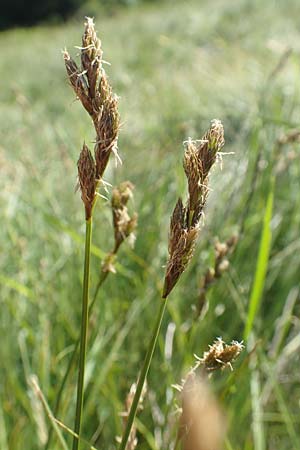 Carex ovalis \ Hasenfu-Segge, Hasenpfoten-Segge, F Collet de Allevard 9.7.2016