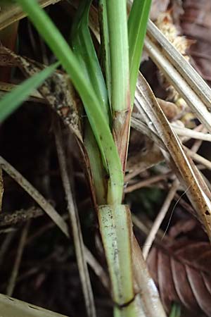 Carex flacca \ Blaugrne Segge / Blue Sedge, Carnation Grass, F Brochon 28.4.2023