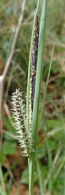 Carex flacca \ Blaugrne Segge / Blue Sedge, Carnation Grass, F Brochon 28.4.2023