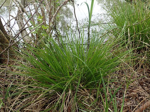 Carex canescens \ Graue Segge / Silvery Sedge, F Jura,  Saone 5.5.2023